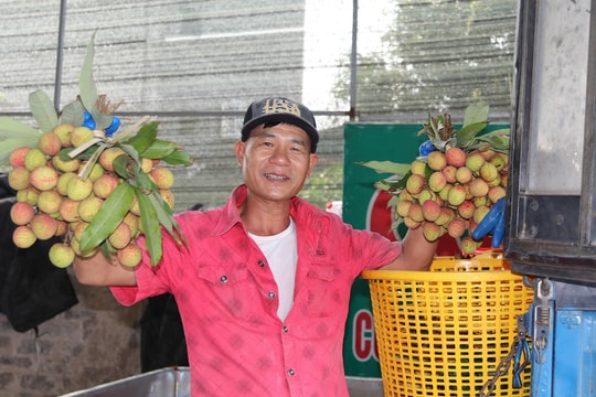 Giá vải sớm cao hơn từ 30 – 40% so với năm trước