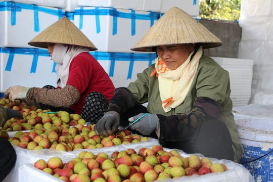 Launching lychee season-driven services