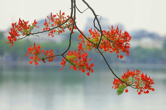 Bức thư đặc biệt