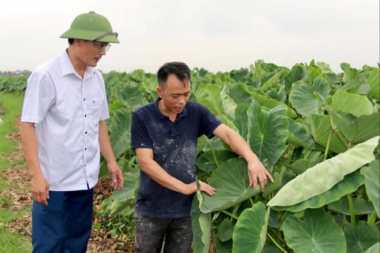 Trồng khoai sọ liên kết ở phường Trần Liễu cho lãi cao