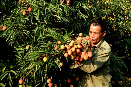 Vải sớm vào mùa