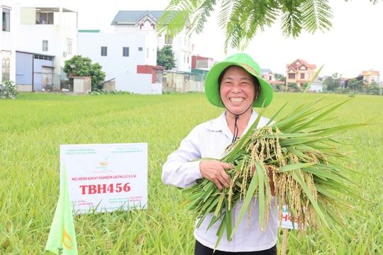 Triển vọng nhân rộng giống lúa mới TBH456 tại xã Kiến Hưng