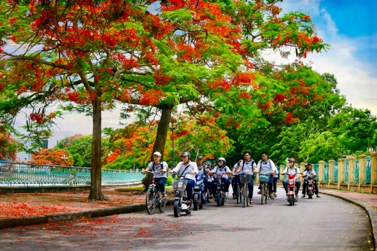 Ký ức đất Cảng từ sắc hồng phượng vỹ