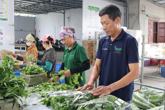 Hợp tác xã Hoàng Nam Phát xây dựng vùng sản xuất rau màu liên kết rộng 100 ha