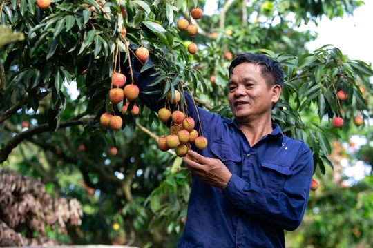 Ký hợp đồng bao tiêu vải Thanh Hà xuất khẩu sang Mỹ trong 5 năm