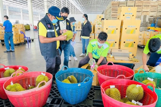 Thái Lan ngăn chặn sầu riêng kém chất lượng thâm nhập thị trường