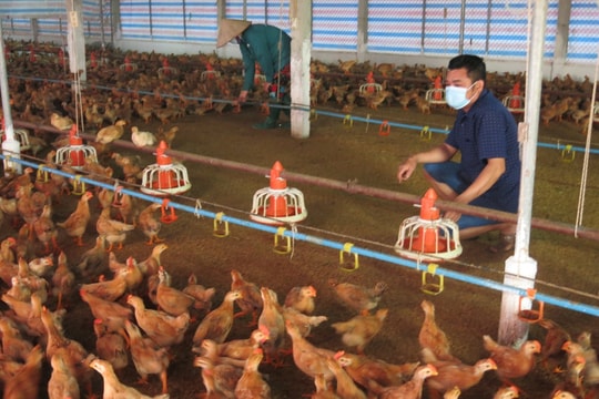 Hải Phòng có 1.234 trang trại đạt tiêu chí của Bộ Nông nghiệp và Môi trường