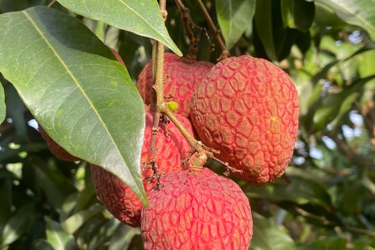 Giống vải mới của một nông dân ở Thanh Hà bán với giá 400.000 đồng/kg
