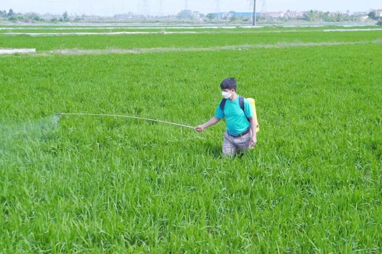 Tăng cường phòng trừ sâu bệnh gây hại lúa xuân