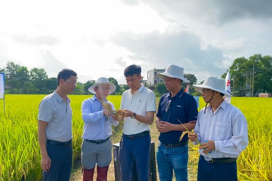 Thử nghiệm giống lúa thuần SYN112 đạt kết quả tốt