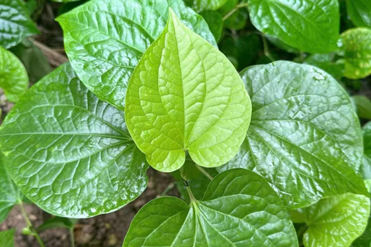 Mẹo dùng loại lá quen trong bữa ăn người Việt để hỗ trợ sức khỏe