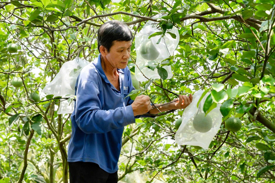 Công bố Nghị định thư về yêu cầu với bưởi tươi, chanh tươi xuất khẩu sang Trung Quốc