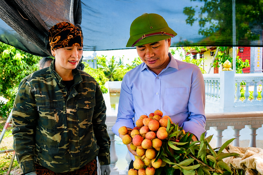 Ninh Giang vào mùa thu hoạch vải sớm