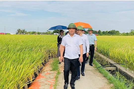 Nghi Dương tìm cách xử lý 645 m kè xung yếu trước mùa bão