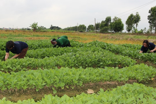 Hải Phòng có 323 vùng chuyên canh rau màu tập trung