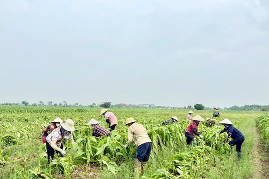 Mùa thu hoạch thuốc lào 'tiến vua'