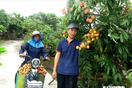 Hai Phong exports first fresh lychee shipment of the season to Japan