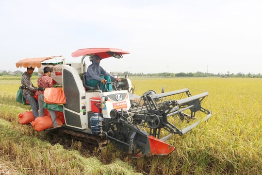 Nâng giá trị đồng ruộng rươi bằng sản xuất lúa đặc sản