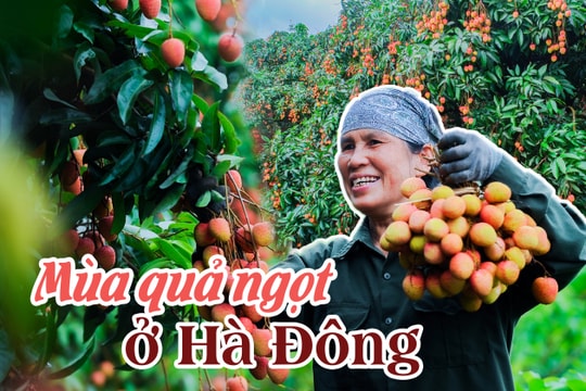 Mùa quả ngọt ở Hà Đông