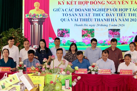 Xúc tiến tiêu thụ vải thiều Thanh Hà