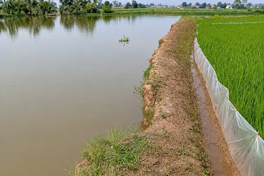 Bờ vùng sông Kênh Than ở Nam An Phụ bị sạt lở