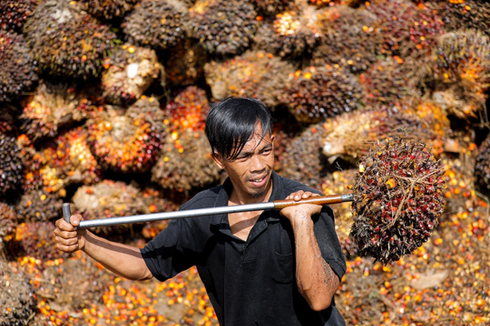 Indonesia siết kiểm soát xuất khẩu than đá, dầu cọ, hợp kim chứa sắt
