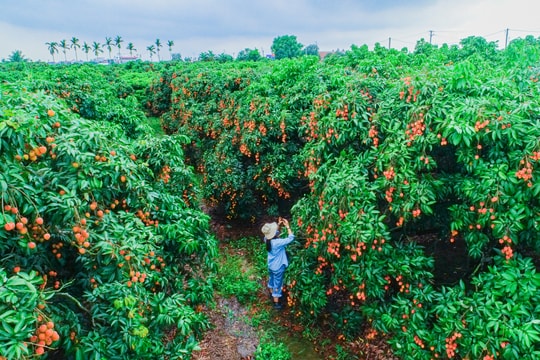 Early-season lychee orchards enter harvest season