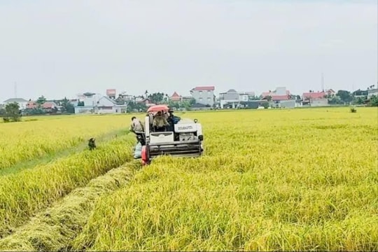 Chủ động chống rầy nâu, thu hoạch sớm lúa xuân tránh mưa dông