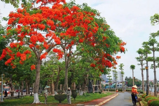 Red flamboyant season in Hai Phong City
