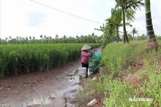 Mùa cáy ở xã Chí Minh