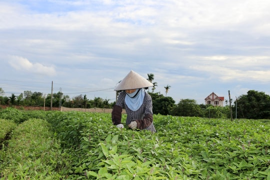 Phường Nam Đồng phát triển vùng rau gia vị