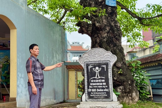 Hai cây di sản 'giữ hồn' đình Trữ Khê