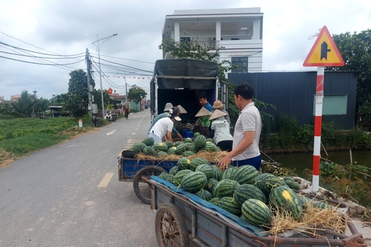 Nông dân xã Quyết Thắng thu lãi từ 6 - 8 triệu đồng/sào dưa hấu