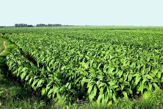 Rộn ràng thu hoạch 'tương tư thảo'