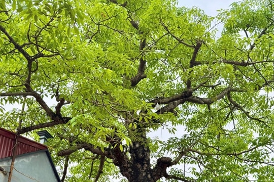 Unique pair of heritage trees at Tru Khe Communal House