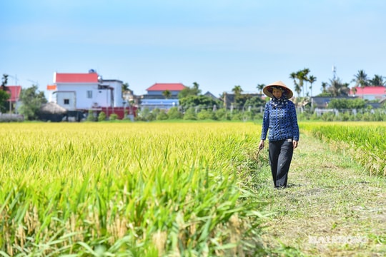 ‘Cánh đồng xanh 3 không' đầu tiên ở xã An Lão