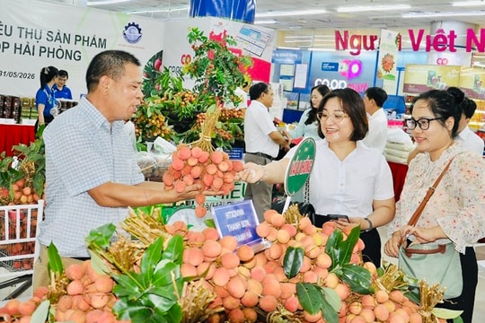 Đưa vải thiều Thanh Hà đến kệ siêu thị toàn quốc