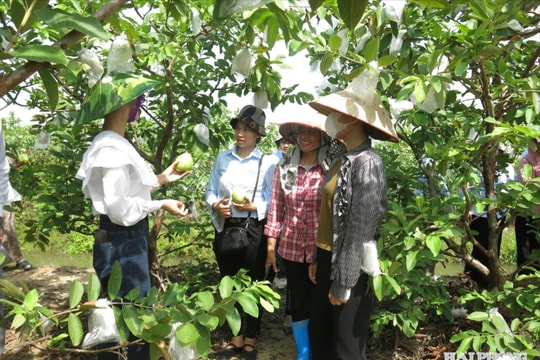 Liên kết chuỗi mở lối cho nông sản