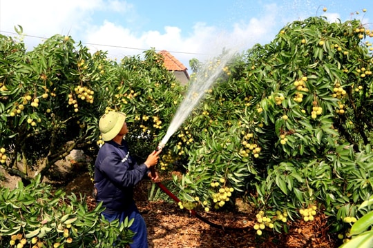 Cấp ẩm 'giải nhiệt' cho vải thiều trước vụ thu hoạch