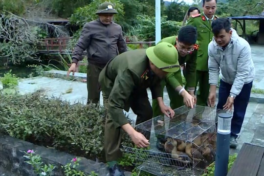 Ngăn chặn hành vi săn bắt, buôn bán động vật hoang dã