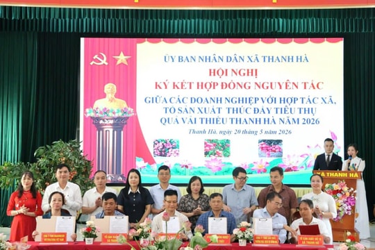 Liên kết tiêu thụ, nâng cao giá trị quả vải thiều Thanh Hà