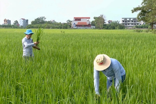 Phòng bệnh lùn sọc đen cho lúa mùa từ sớm