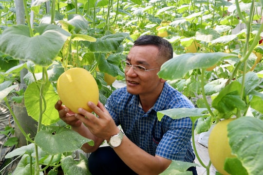 Dưa lưới được giá, nông dân Trường Tân thu lãi cao