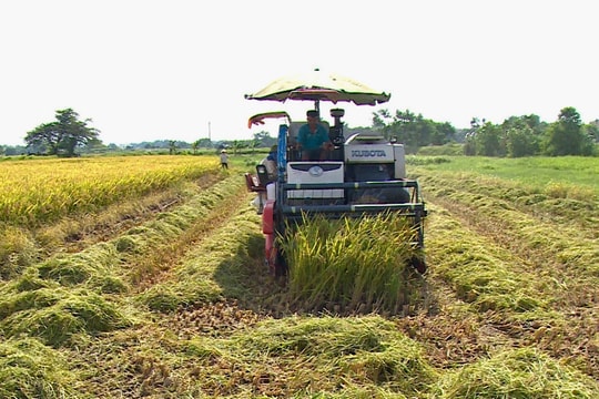 Thu hoạch lúa xuân nhanh, năng suất tương đương năm trước