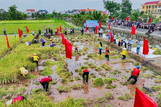 Rộn ràng Ngày hội lúa rươi hữu cơ và xúc tiến thương mại ở xã Chí Minh