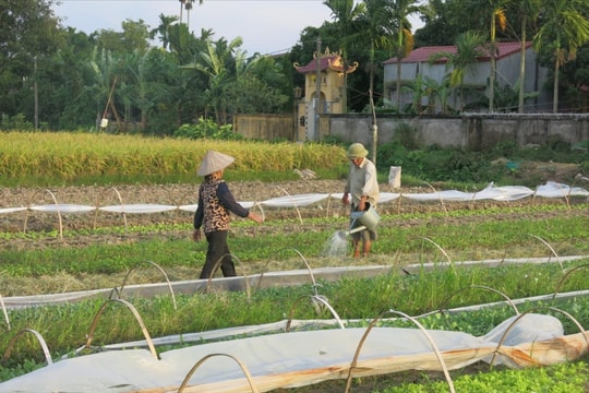 Để cây trồng giảm thiệt hại vì nắng nóng