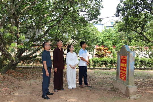 Gần 1 vạn lượt khách tới tham quan cây vải tổ Thanh Hà