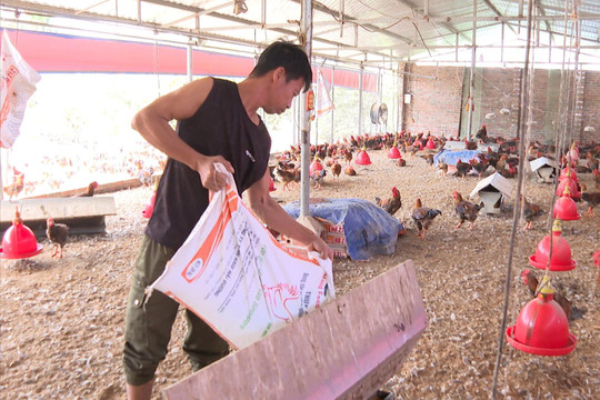 Tổng đàn gia súc, gia cầm giảm