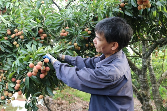Thanh Ha enters the peak lychee harvest season