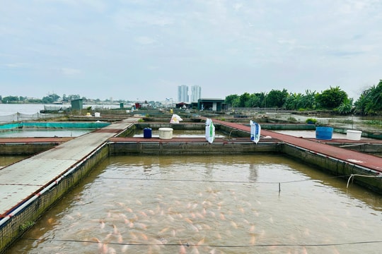 Sản lượng thủy sản khai thác và nuôi trồng tăng